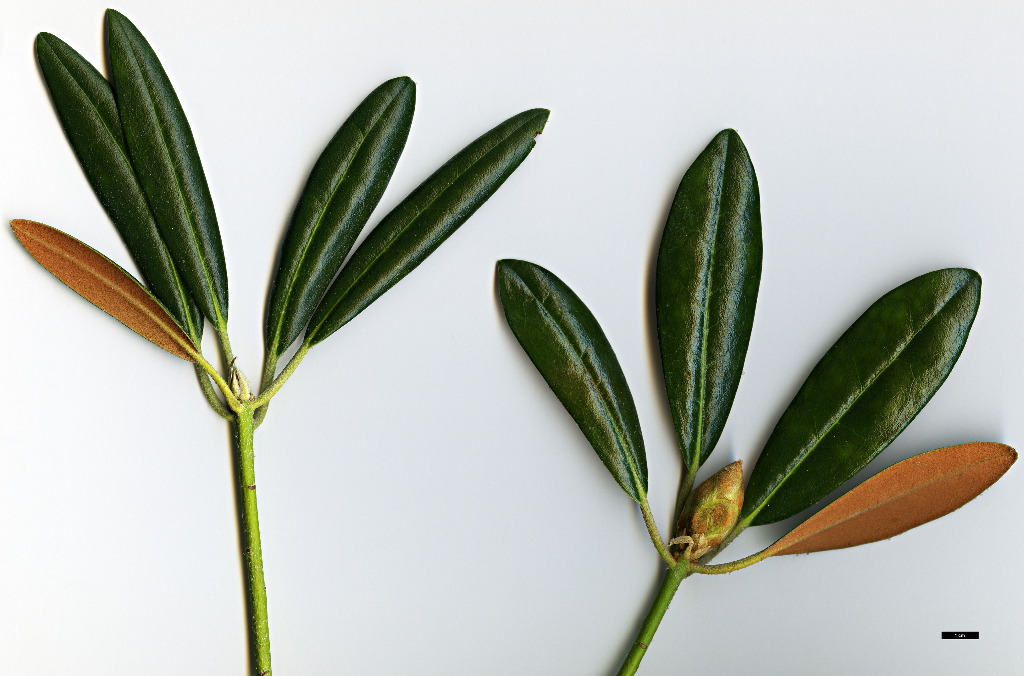 High resolution image: Family: Ericaceae - Genus: Rhododendron - Taxon: degronianum - SpeciesSub: subsp. heptamerum var. micranthum